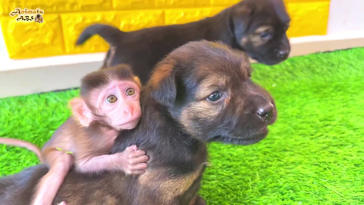 This fat puppy can not support the weight of the monkey