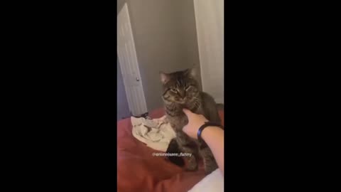 Lustige Tiervideos, Funny Animals