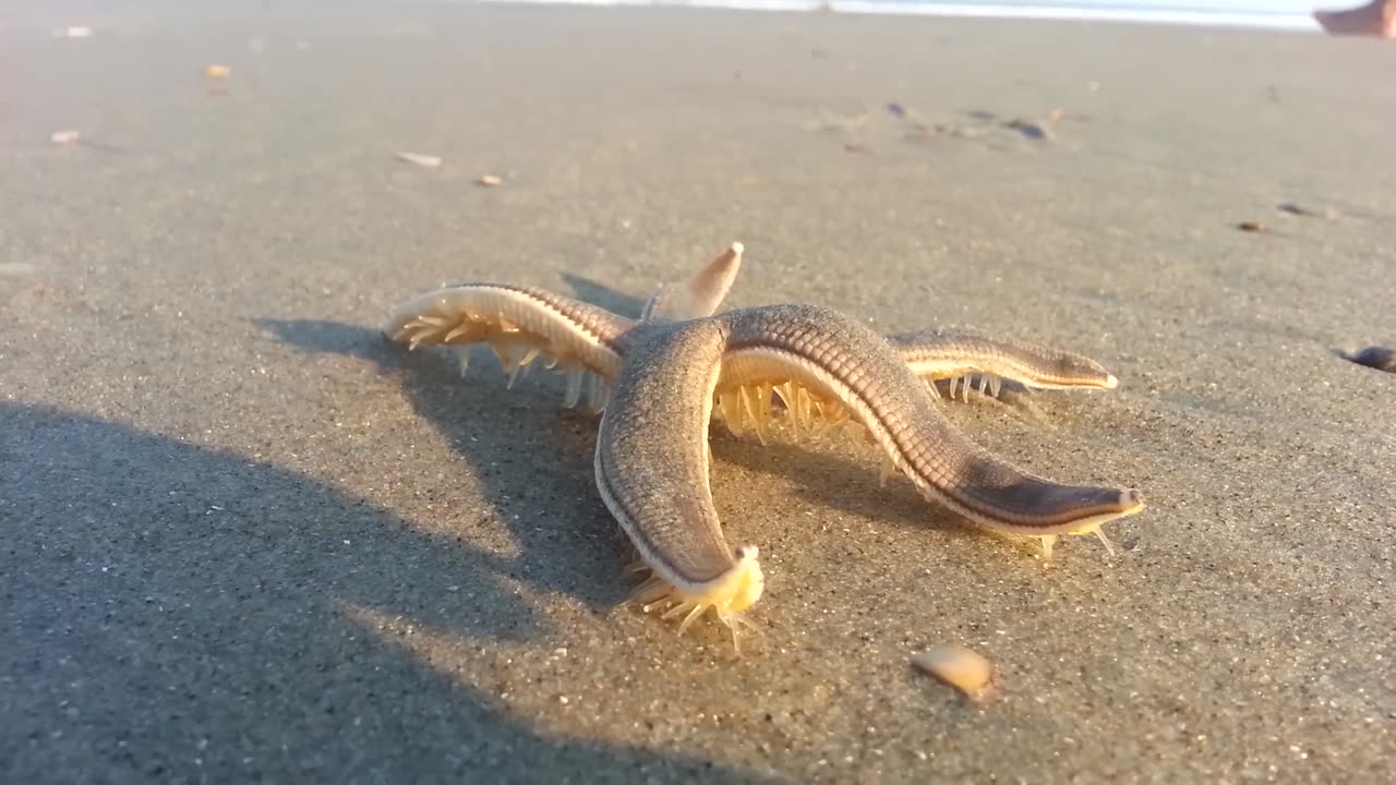 Starfish Walking on the Beach