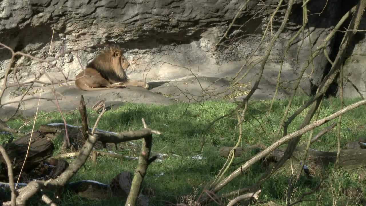 Lion in the wilderness