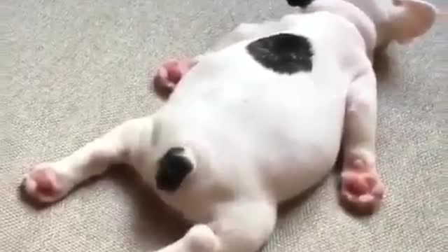 There is a sleeping dog.