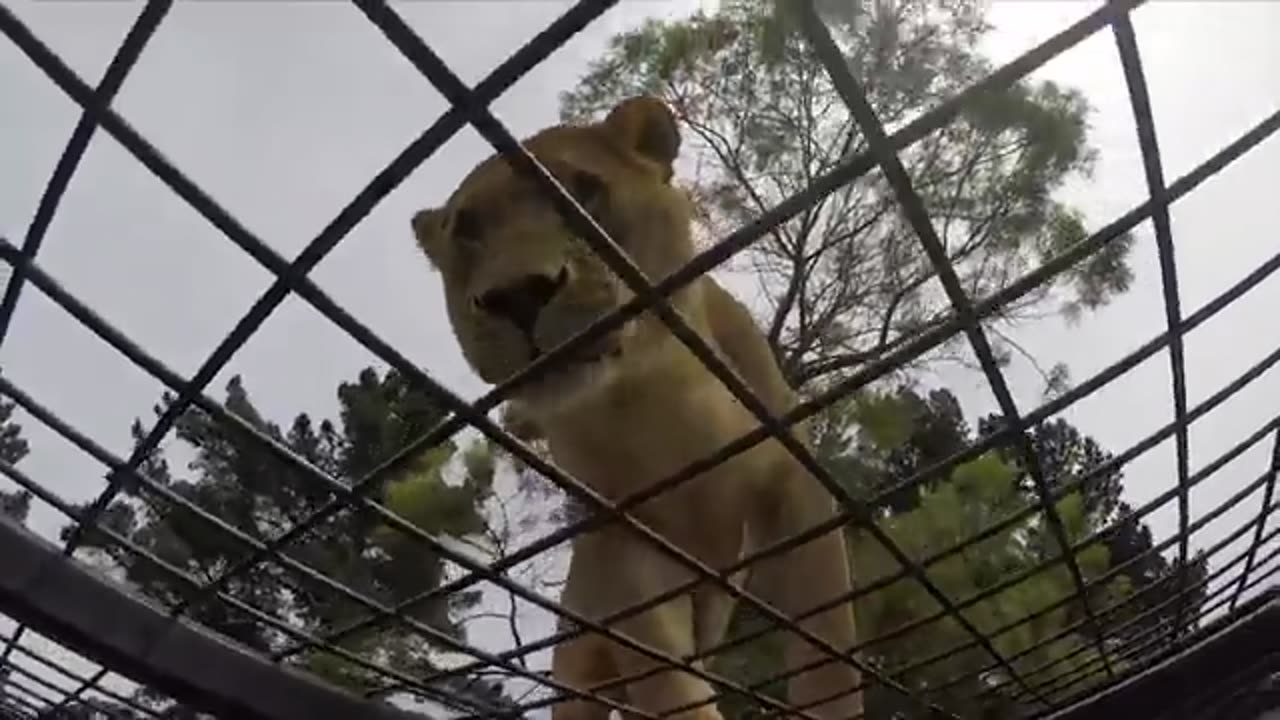 Animal video zoo London