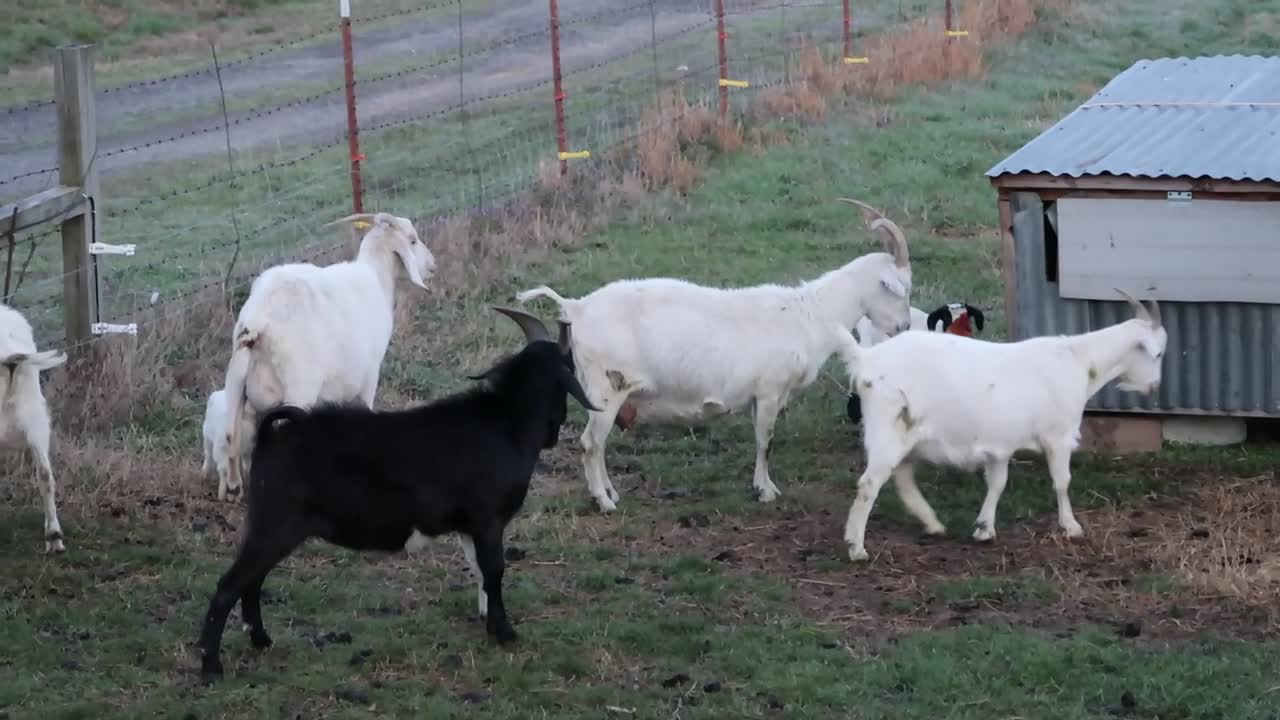 Baby Goats