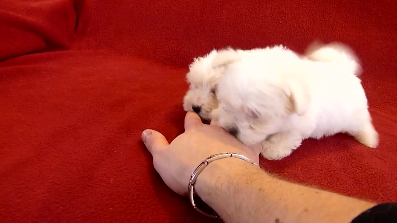 PUI DE BICHON MALTESE 0725