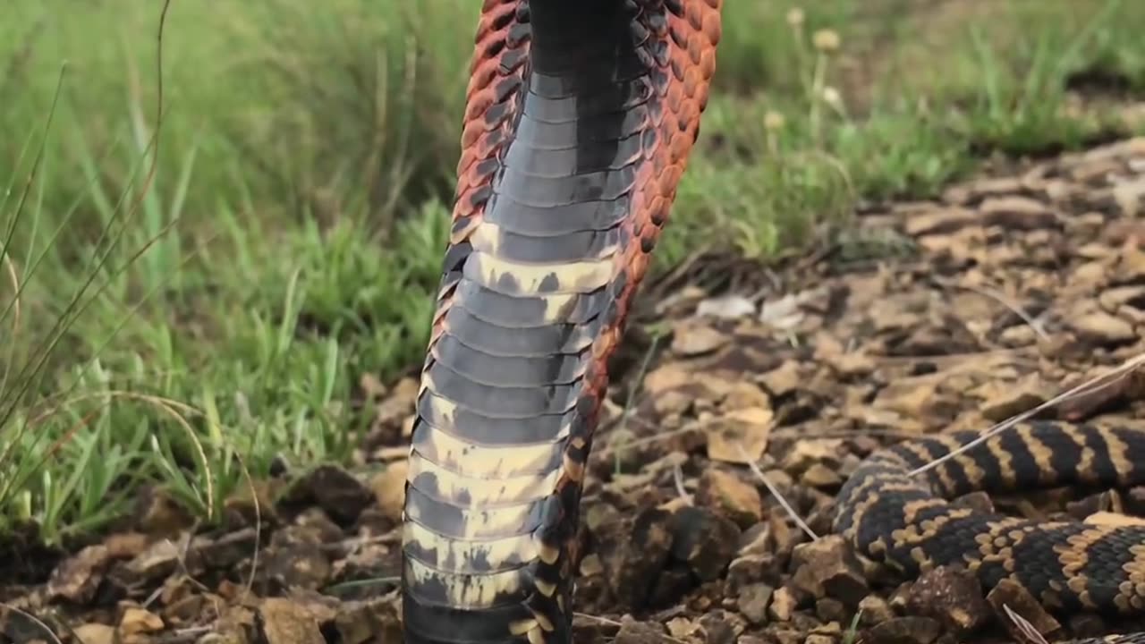 Beautiful king cobra 🐍🐍🐍🐍