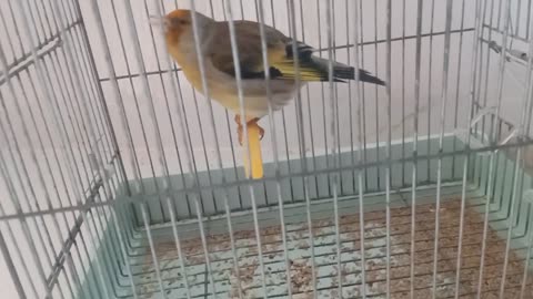 Goldfinch Angry And fanatic On Its owner. a bird Goldfinch His age Eleven years old