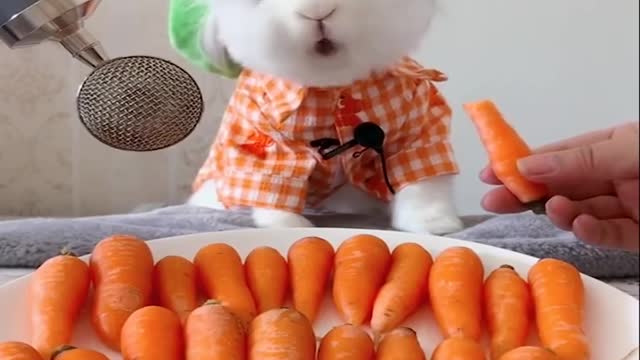 Funny and Cute Baby Bunny Rabbit Videos - Baby Animal Video Compilation-1