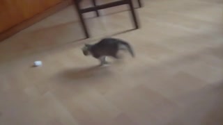 Cat adorably plays with the paperball