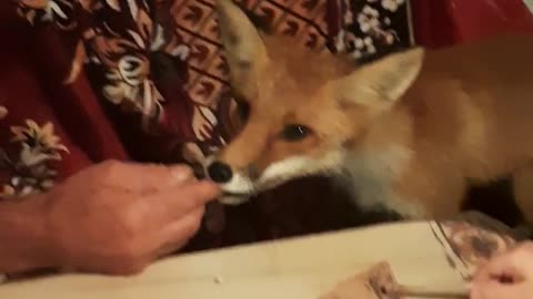 funny little fox has completely lost her fear