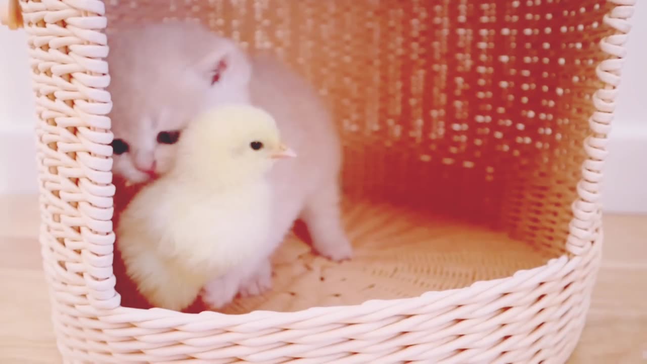 Kittens walk with a tiny chicken