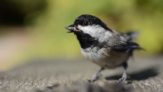 Chickadee bird feeding