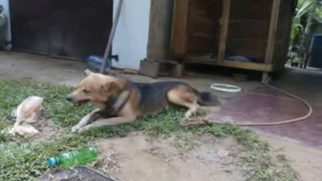 Cat | Funny Animals Videos Funniest Cats And Dogs Videos