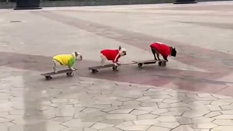 Funny Animals Series 1283