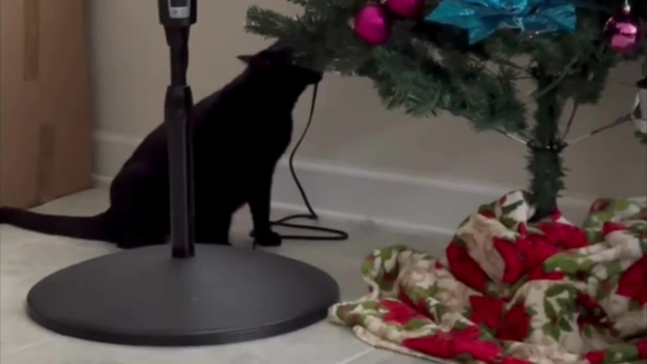 Cute Precious Piper Checks On the Christmas Tree - Adopting a Cat from a Shelter Vlog #shorts