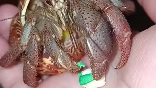 Hermit Crab Craves Cookies