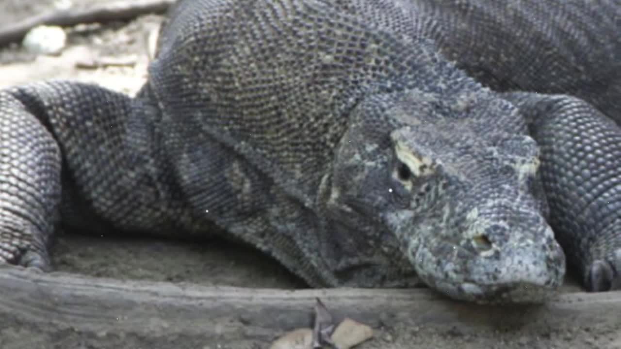 Komodo Dragon Attacks and Rips Pregnant Animal_s