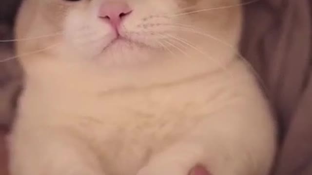 No, let's go to bed, Kitty. Don't stay up late