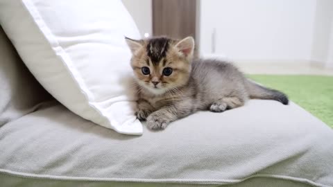 I will never give up on this seat