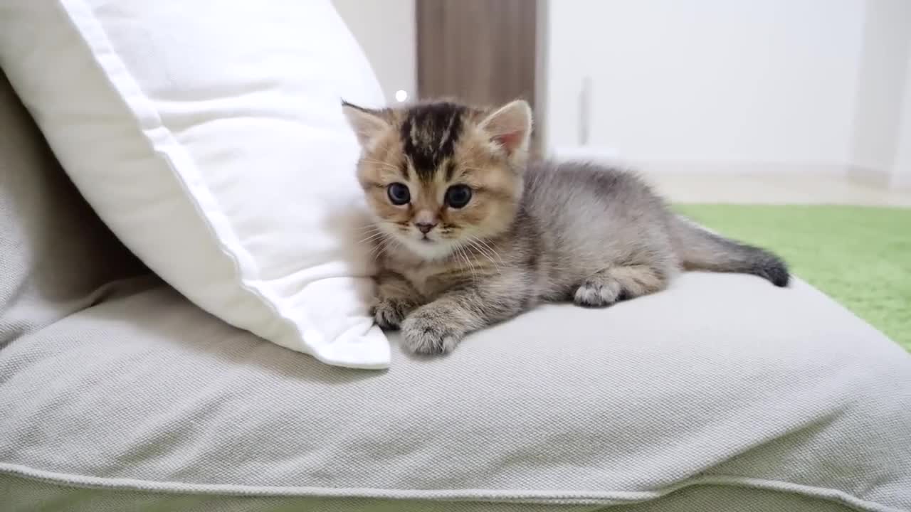 I will never give up on this seat