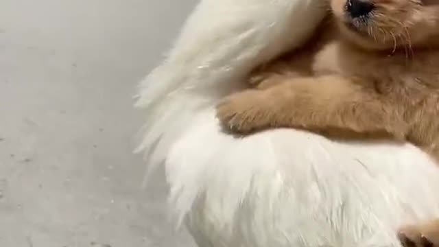Little dog and chicken