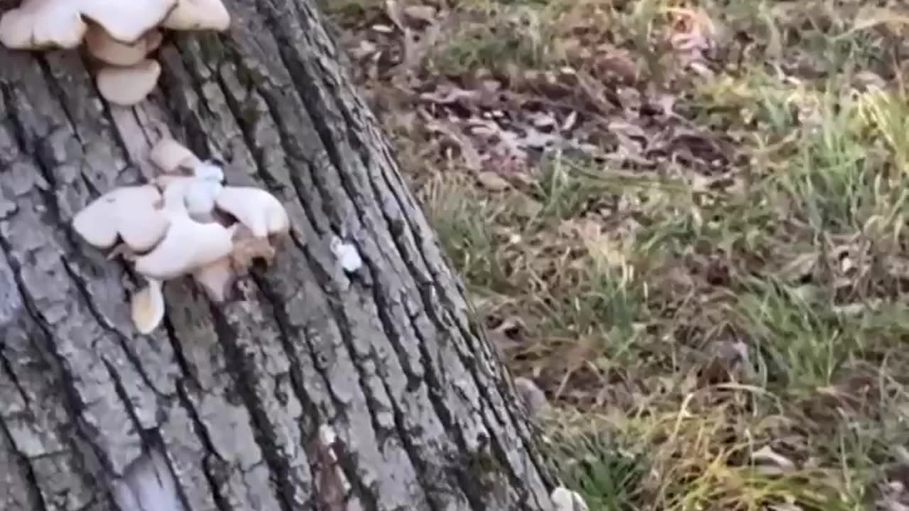 CAN YOU EAT IT?