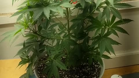 Cheap and easy grow:wk.6