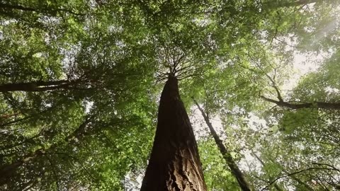 ***The Secret Language of Trees***