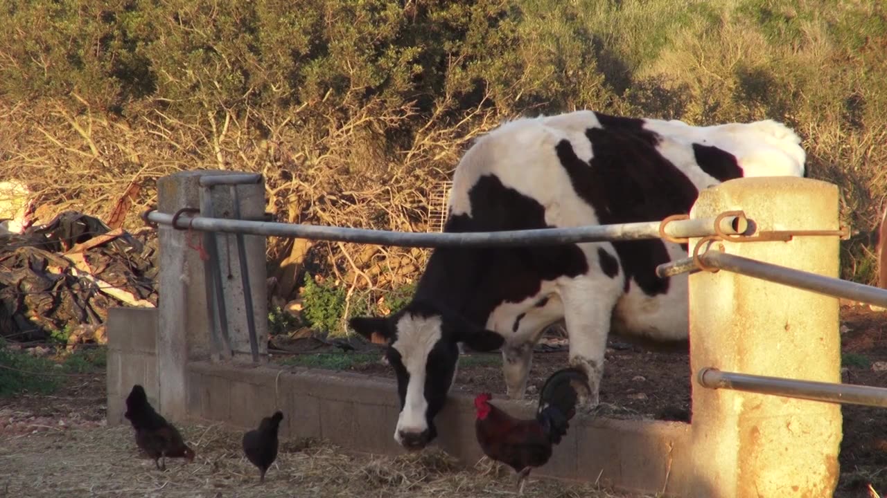 Cattle Farm