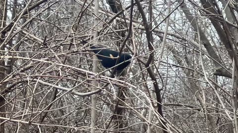 Redwing Blackbird grabs a peanut 👍