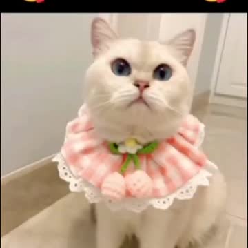 ding #dog #viral #youtubeshorts #funny #petreaction #op #cuteanimals