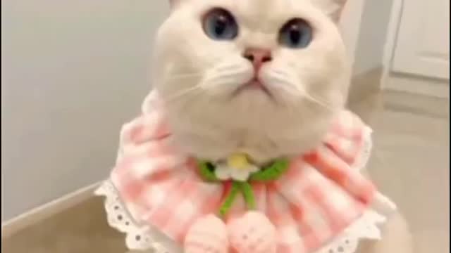 ding #dog #viral #youtubeshorts #funny #petreaction #op #cuteanimals