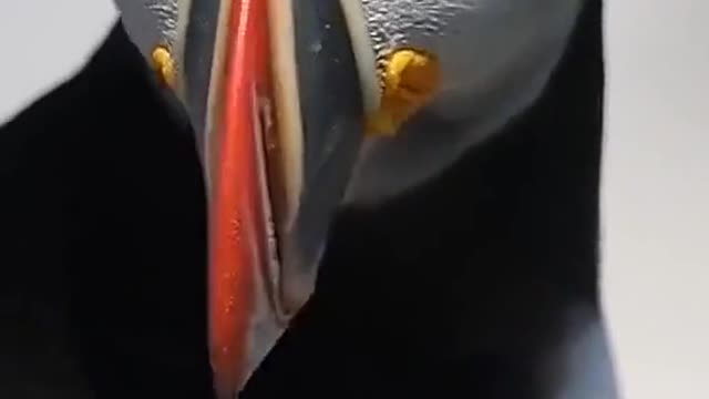 It's so beautiful