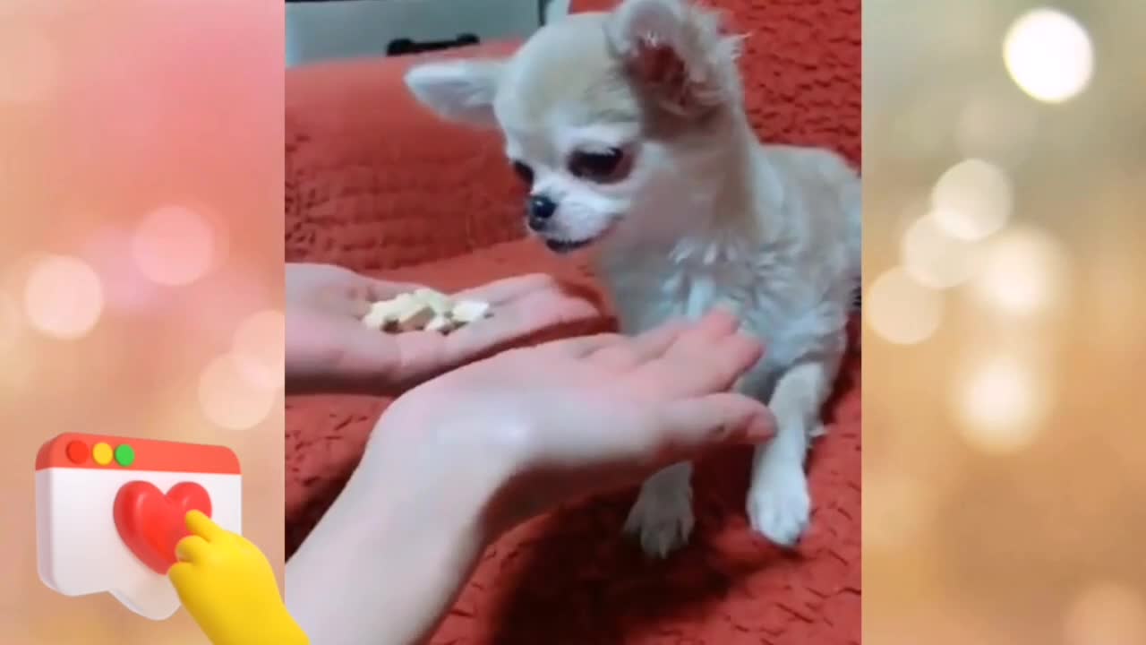 Cute Little Animals Funny Videos | Pets Cutest