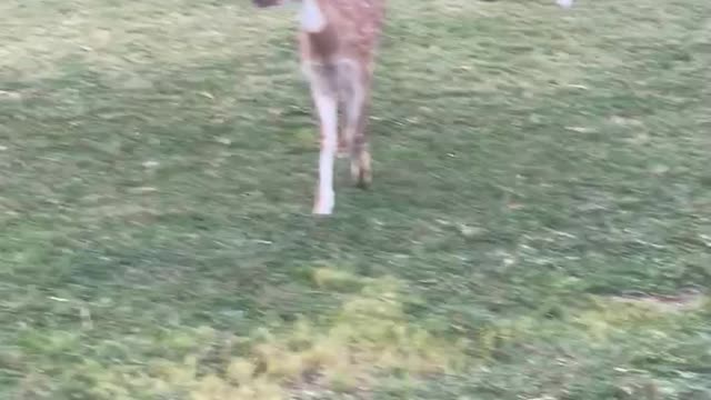 A fawn want to play catch!