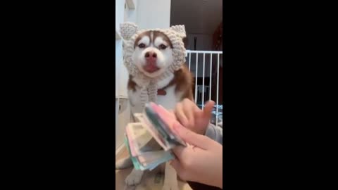 New Funny Animals, Funniest Cats and Dogs Videos 36