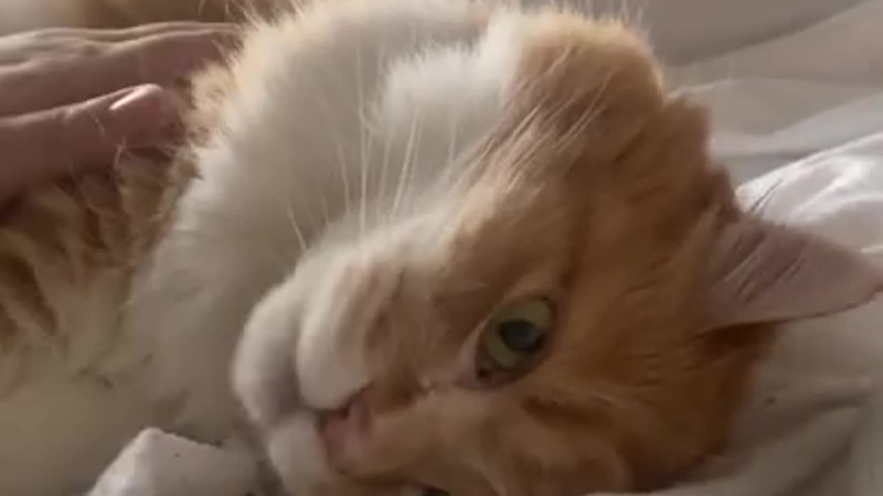 Cat scared by fart