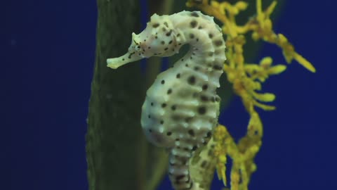 A pregnant seahorse.