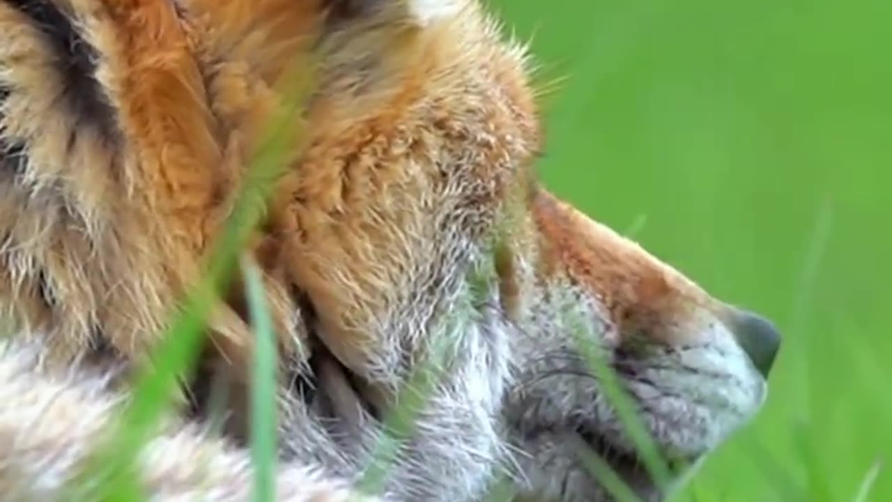 Why do Foxes cry at night