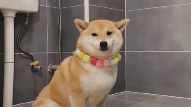 My dog goes to the toilet by himself