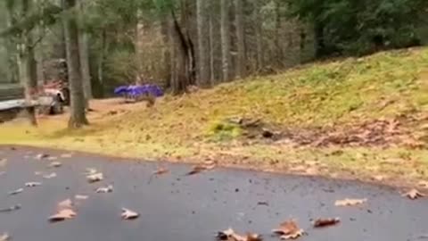 Funny cats viral vidio