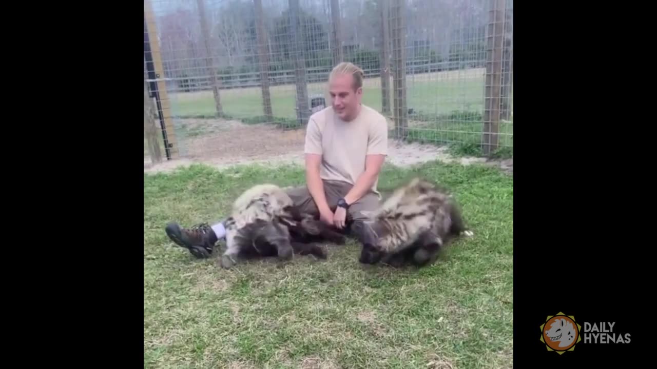 Adorable Hyena Compilation funny