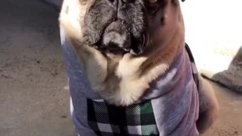 Ultimate Baby Dogs