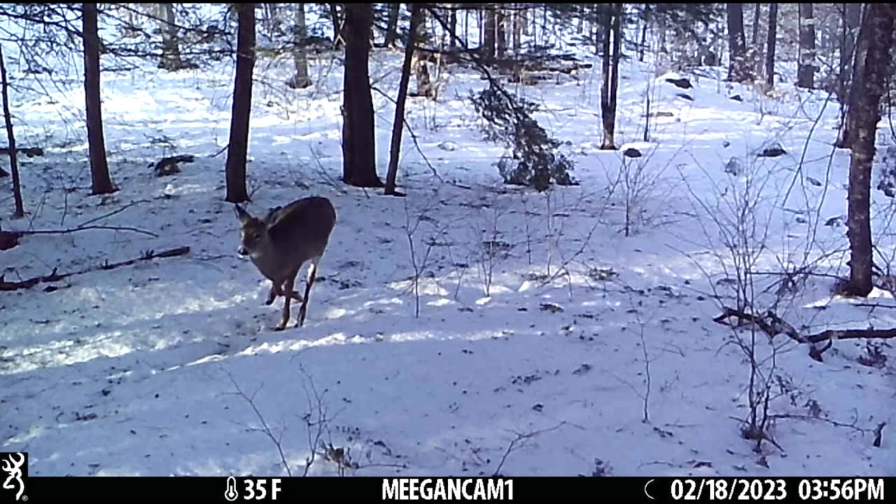 Backyard Cam Jan-Feb 2023
