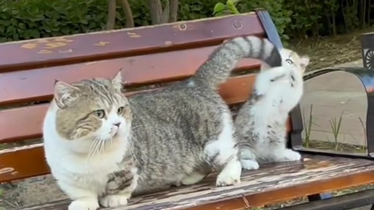 Cute cat funny videos baby