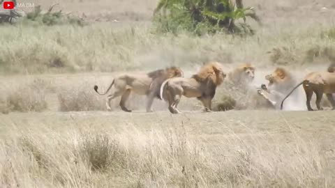 Lion VS Tiger Real Fight - Tough Creatures