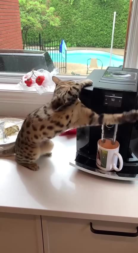Unqualified coffee machine repair cat