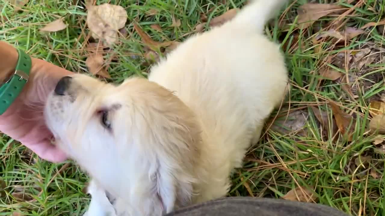 Thunder (royal blue) and Louie (light blue)