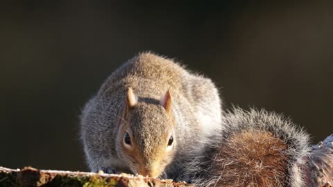 Squirrel eats nuts on a stump