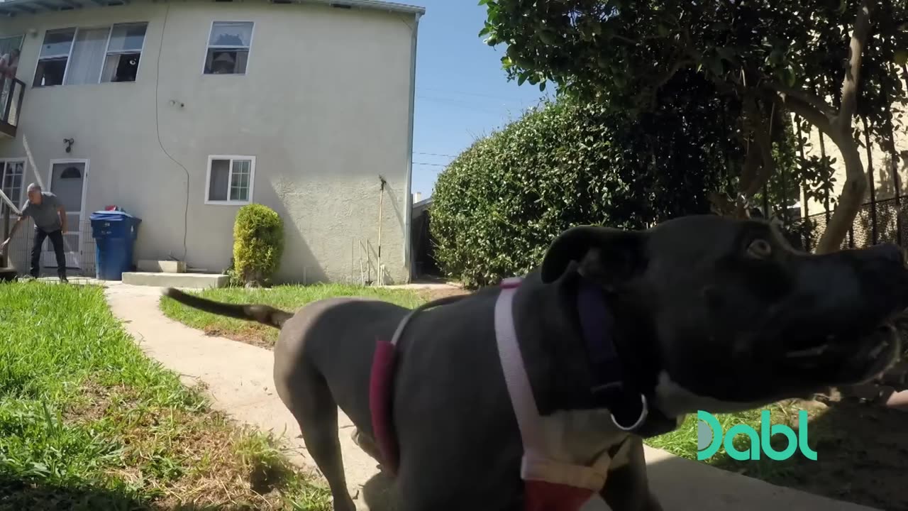 Cesar Millan Faces a Pitbull Terrorizing a Neighborhood