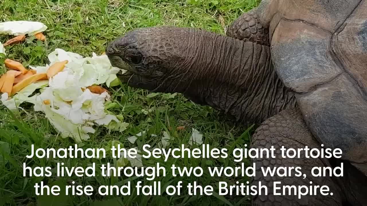 World’s oldest tortoise turns 190 having seen off two world wars and British Empire